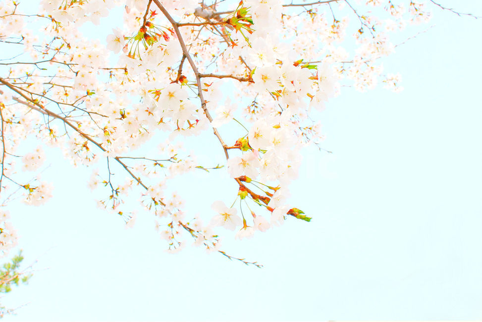 봄,감성사진,일상,풍경,꽃,벚꽃,풍경사진,하늘,cherryblossom,daily,sky,flower,spring,봄,계절,spring,season,식물,자연,plants,nature,꽃,flower,휴식,힐링,rest,relaxation,healing,plant,leaf,잎,tree,나무