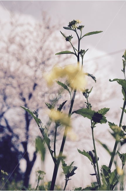제주,풍경,유채꽃,봄,벚꽃,녹산로,봄,계절,spring,season,식물,자연,plants,nature,꽃,flower,감성,sensible,feeling,jar,항아리,potted plant,화분,pottery,도기류,vase,병 장식,plant,leaf,잎