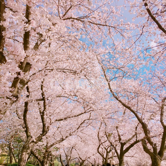 벚꽃나무,봄,나들이,벚꽃,피크닉,경주,봄,계절,spring,season,plant,식물,blossom,꽃,cherry blossom,flower