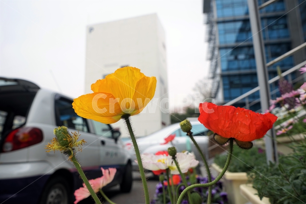 봄,꽃,꽃송이,원예,자연,아름다움,향기,spring,season,flower,floreal,bloom,nature,garden,노랑,꽃잎,scent,beautiful,plant,식물,자연,plants,nature,꽃,flower