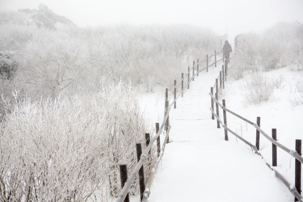 상고대,눈꽃,얼음꽃,풍경,자연,겨울,계절,winter,season,자연,풍경,nature,landscape,사람,인물,인간,human,person,인물실루엣,사람실루엣,character silhouette,human silhouette,outdoors,옥외,snow,눈