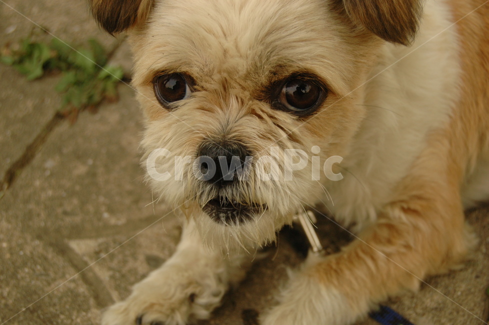dog,강아지,pet,애완동물,댕댕이,동물,animal,포유류,mammal,개,강아지,dog,doggy