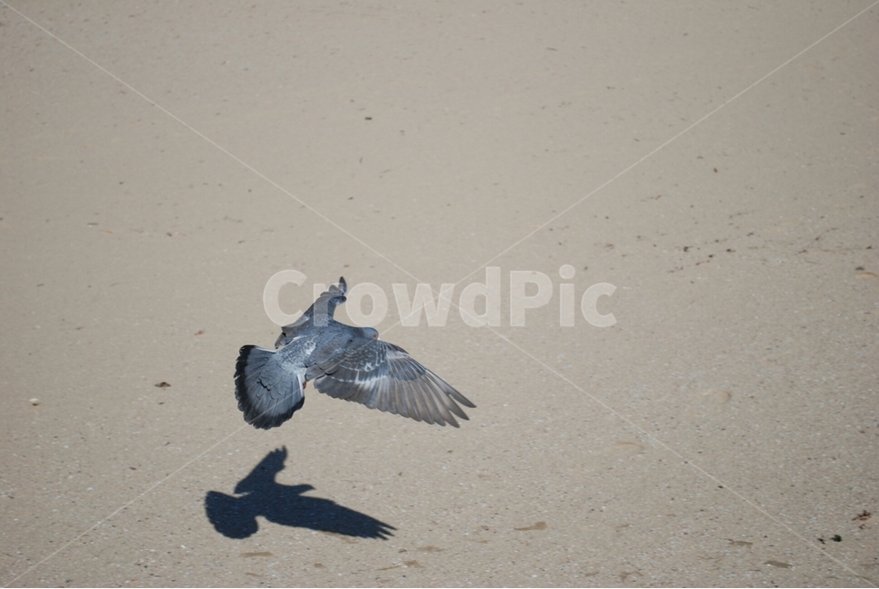 비둘기,bird,새,동물,순간포착