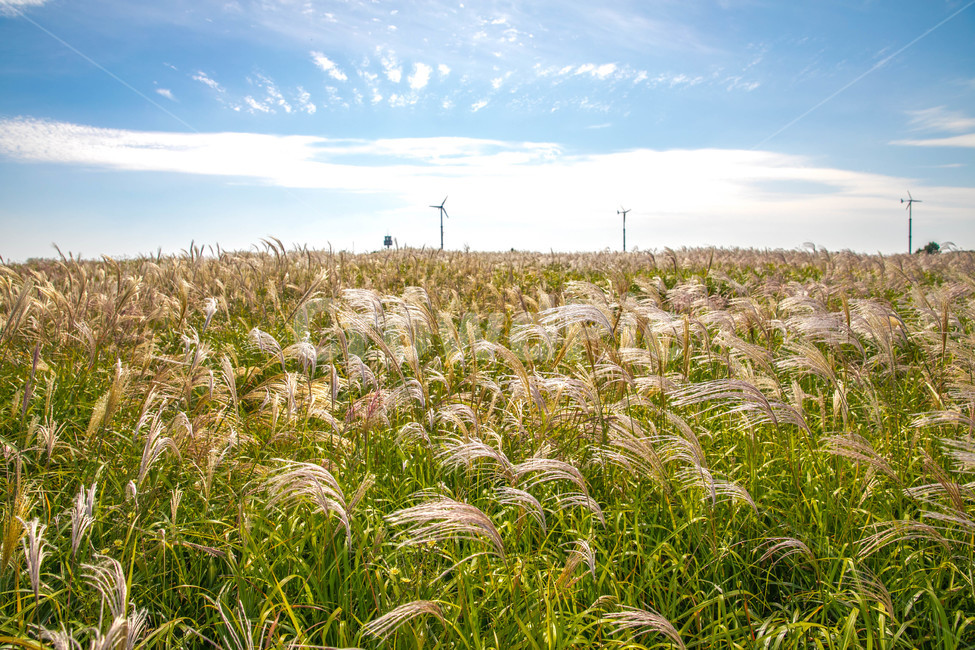 공원,하늘공원,식물,억새,억새풀,가을,계절,fall,autumn,season,자연,풍경,nature,landscape,outdoors,옥외,grassland,목초지,field,들,rural,농촌,farm,농장,meadow