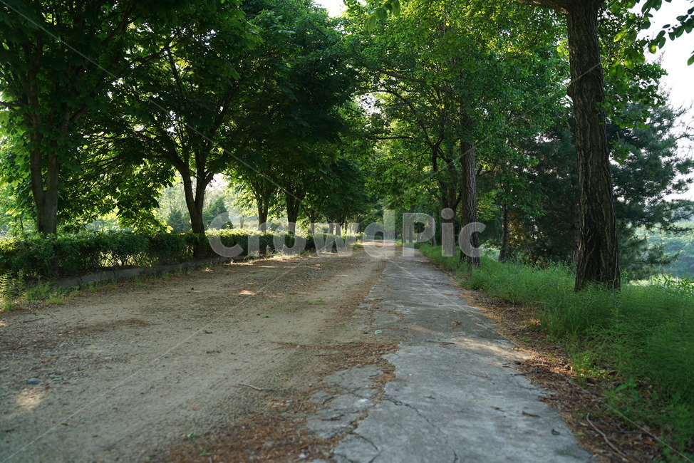 이팝나무,가로수,물푸레나무,니암나무,뻣나무,산책로