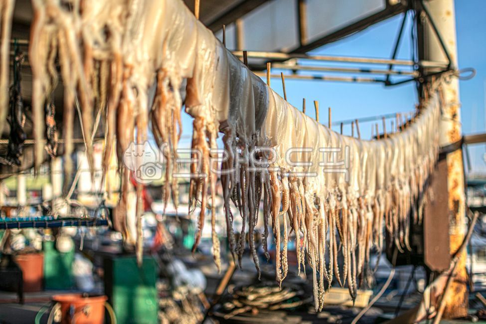 seafood,dry,dried squid,dried fish,driedsquid,drying work,fish,calamari,squid,Drying Squid