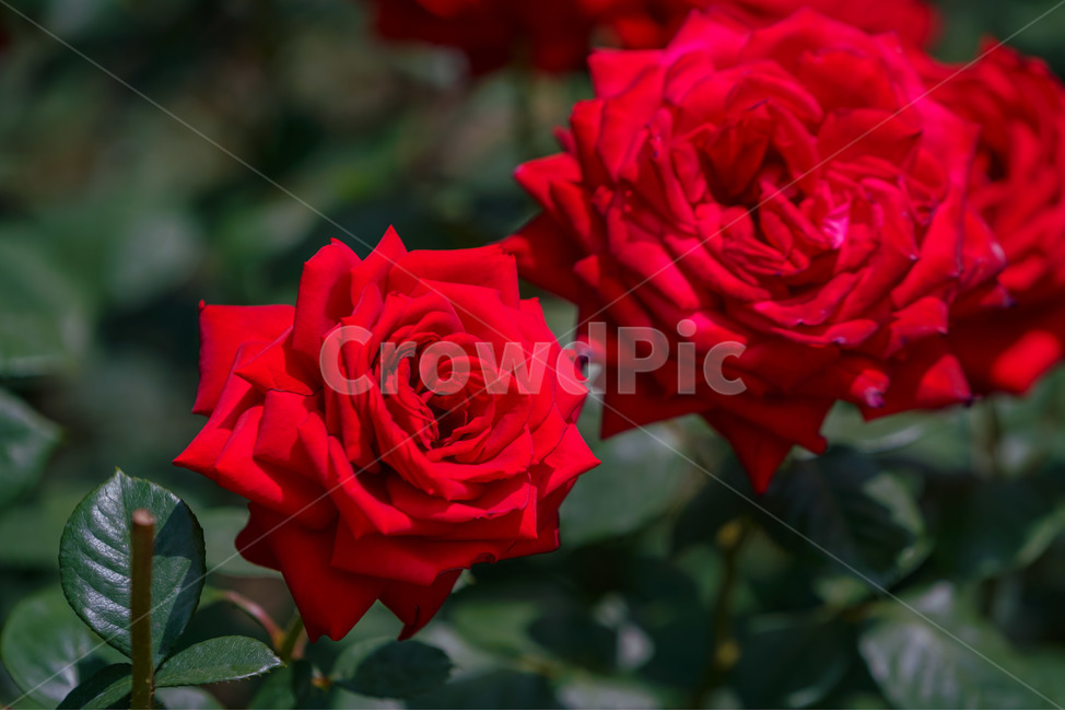 장미,5월의여왕,빨강,붉은장미,장미공원,대구,red,rose,roses,두류공원,이곡장미공원,꽃,봄,여름,식물,자연,plants,nature,꽃,flower