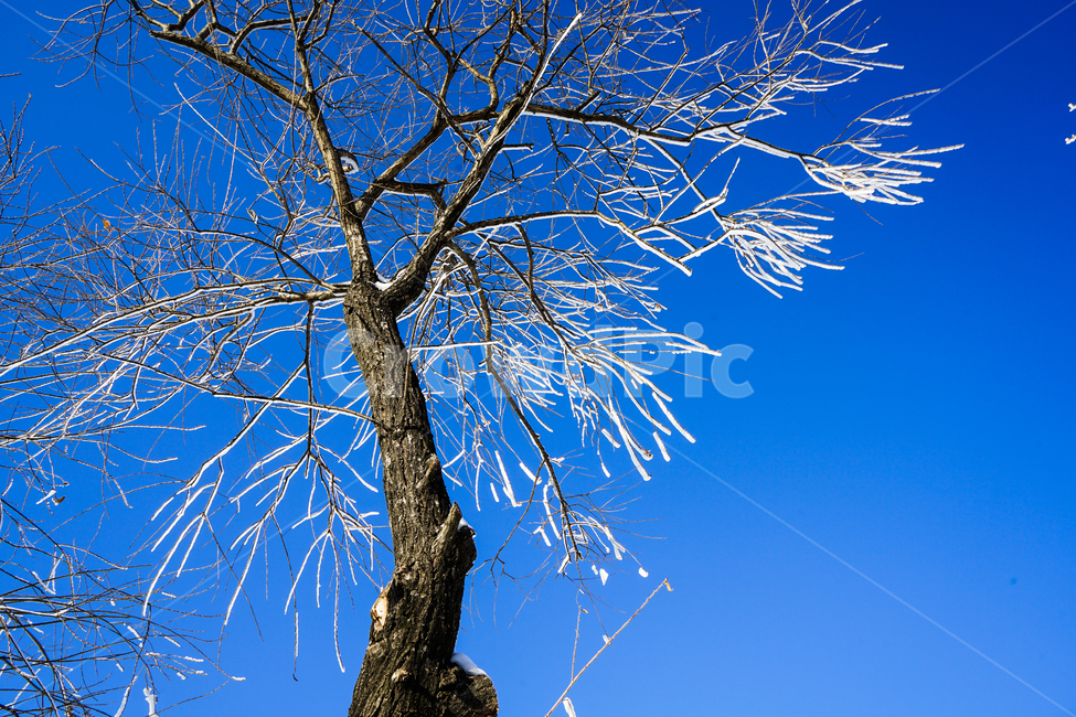 겨울,나무,얼음,상고대,동장군,자연,감성,겨울,계절,winter,season,식물,자연,plants,nature,나무,trees,wood