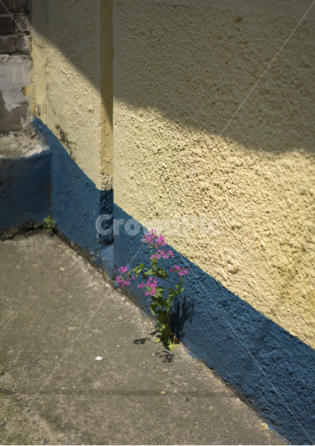 동네,골목,꽃,들꽃,생명력,식물,자연,plants,nature,꽃,flower
