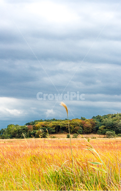 우움도,갈대,가을,풍경,휴식,하늘,구름,습지,가을,계절,fall,autumn,season,자연,풍경,nature,landscape,한국자연풍경,한국자연경관,korea nature landscape,outdoors,옥외,grassland,목초지,field,들