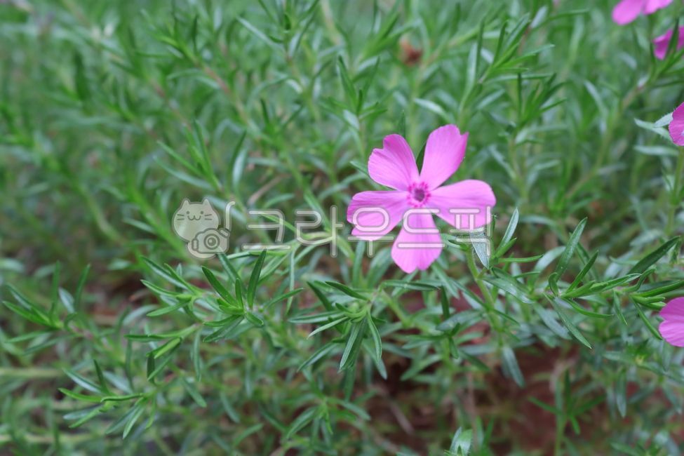 꽃잔디,분홍꽃,꽃,잎,flower,petal,leaf,pink