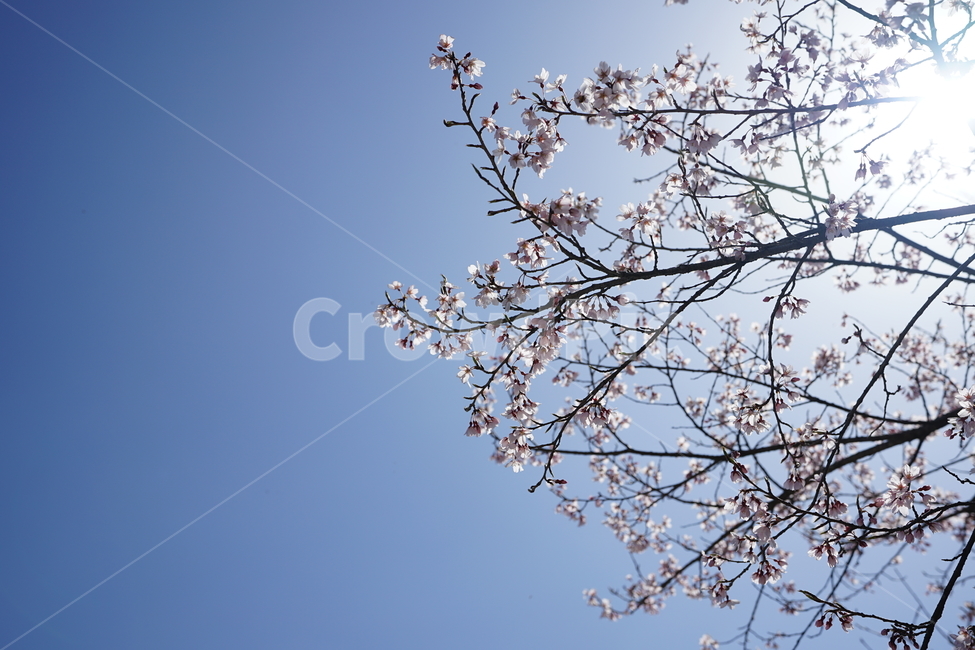 하늘,나무,잎,구름,풍경,풍경사진,그린,블루,색감,자연,감성,수목원,식물,tree,봄,계절,spring,season,식물,자연,plants,nature,나무,trees,wood,plant,flower,꽃,blossom