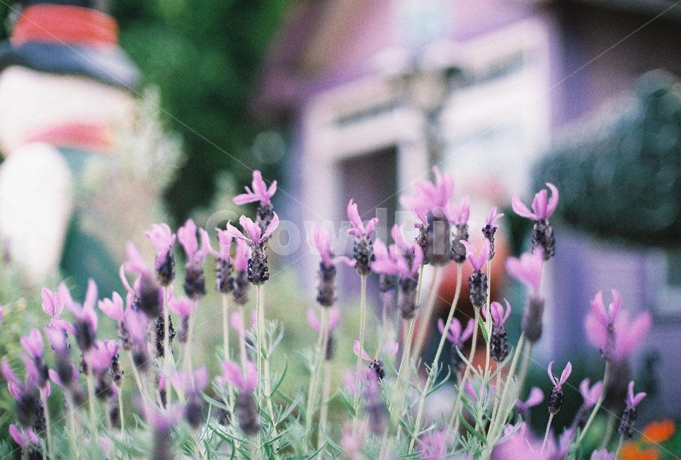 꽃,라벤더,화원,퍼플,필름,filmphoto,flower,garden,nature,plant,자연,감성,mood,식물,자연,plants,nature,꽃,flower,감성,sensible,feeling