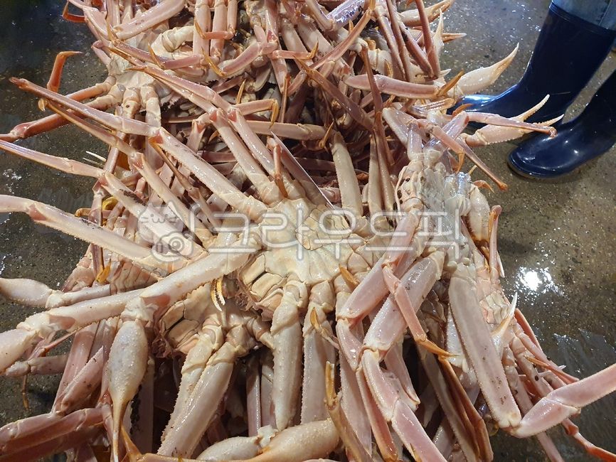 새벽경매,대게경매,seafood,노량진수산시장,경매장