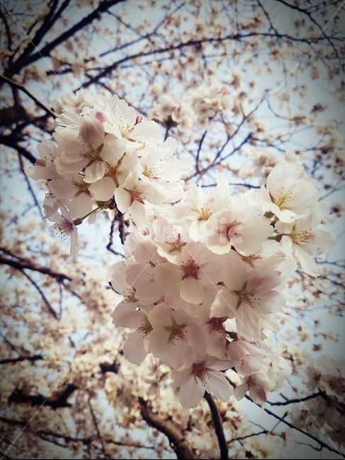 봄,벚꽃,꽃,식물,나무,봄,계절,spring,season,식물,자연,plants,nature,꽃,flower,plant,blossom