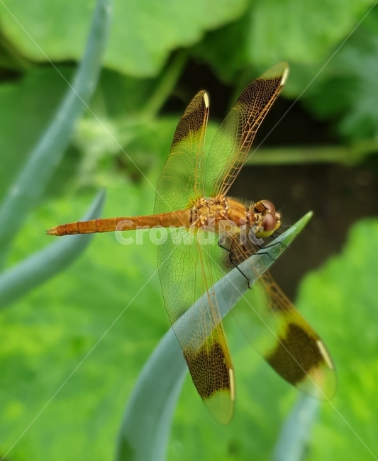 자연,잠자리,가을,곤충,시골,동물,animal,곤충,벌레,insect,bug