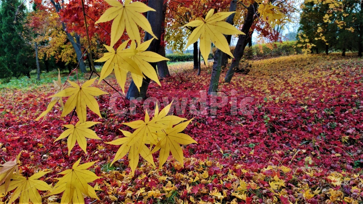 엽록소,애기단풍,가을단풍,가을,leaf,잎,plant,식물,tree,나무,maple,단풍,가을,계절,fall,autumn,season,식물,자연,plants,nature,나무,trees,wood