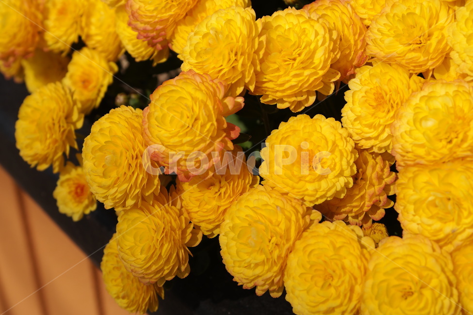 국화,가을,노란꽃,소국,노랑,국화꽃,10월,yellow,flower,blossom,가을꽃,autumn,fall,만개,식물,plant,식물,자연,plants,nature,꽃,flower