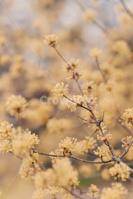 봄,꽃,blossom,flower,산수유,감성,색깔,색상,색채,color,감성사진,봄,계절,spring,season,식물,자연,plants,nature,꽃,flower