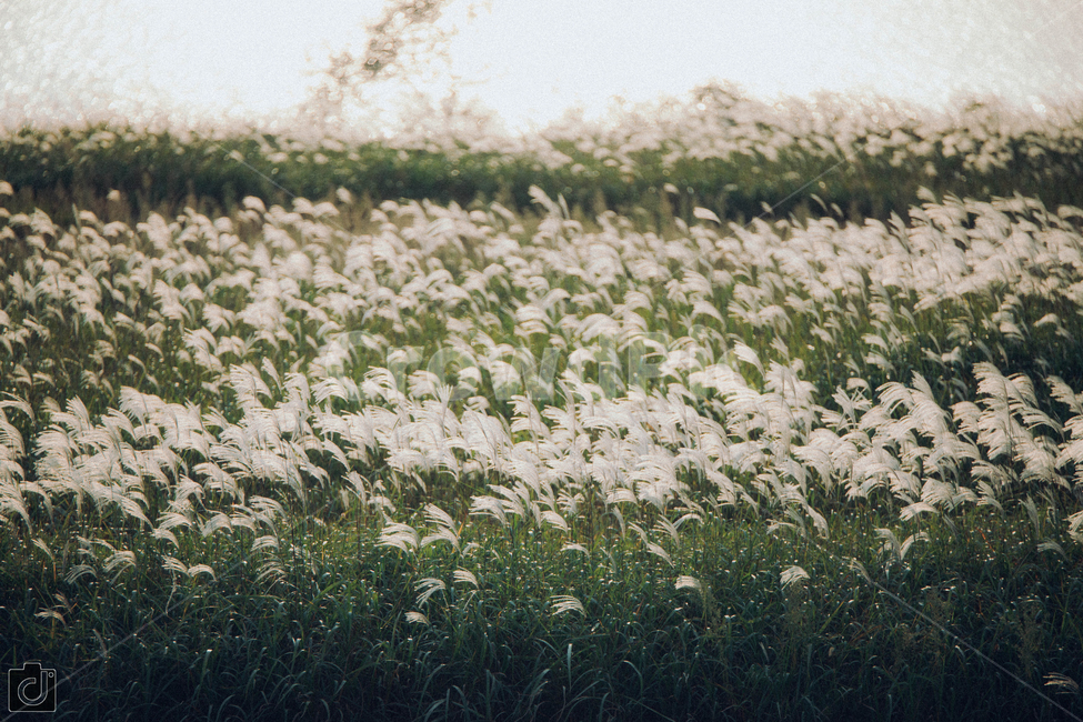 plant,reed,갈대,식물,grass,lawn,잔디,산,하늘,가을,계절,fall,autumn,season,자연,풍경,nature,landscape