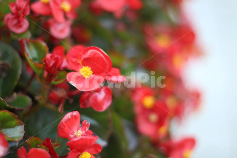 꽃,빨간색,붉은,flower,가을꽃,빨강,식물,자연,plants,nature,꽃,flower