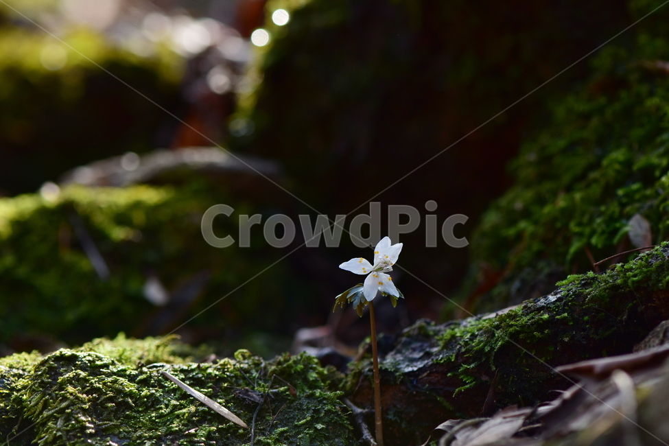 너도바람꽃,야생화,봄,꽃,풀꽃,자연,식물,식생,감성,힐링,plants,nature,spring,season,flower,emotion,feeling,흰색,초본,너도바람꽃속