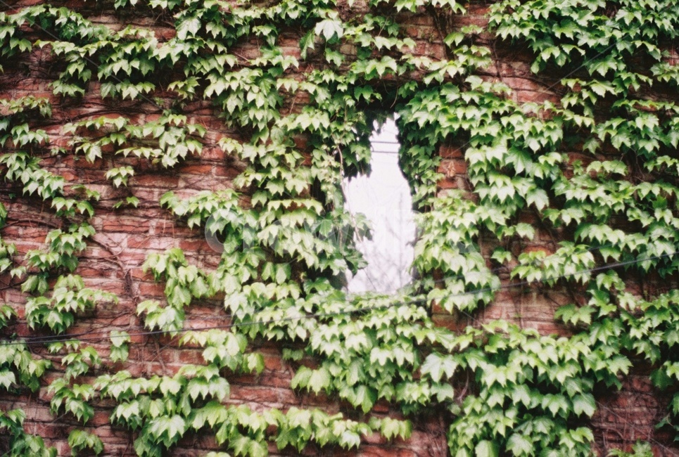 창문,초록,식물,뒤덮인창문,덩굴,식물,자연,plants,nature