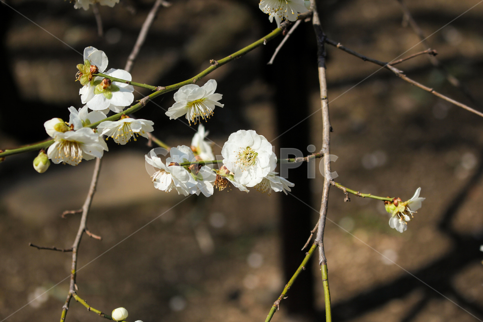 pollen,plant,식물,매화,봄,꽃