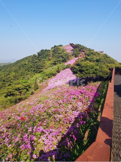 산,언덕,봄꽃,식물,등산
