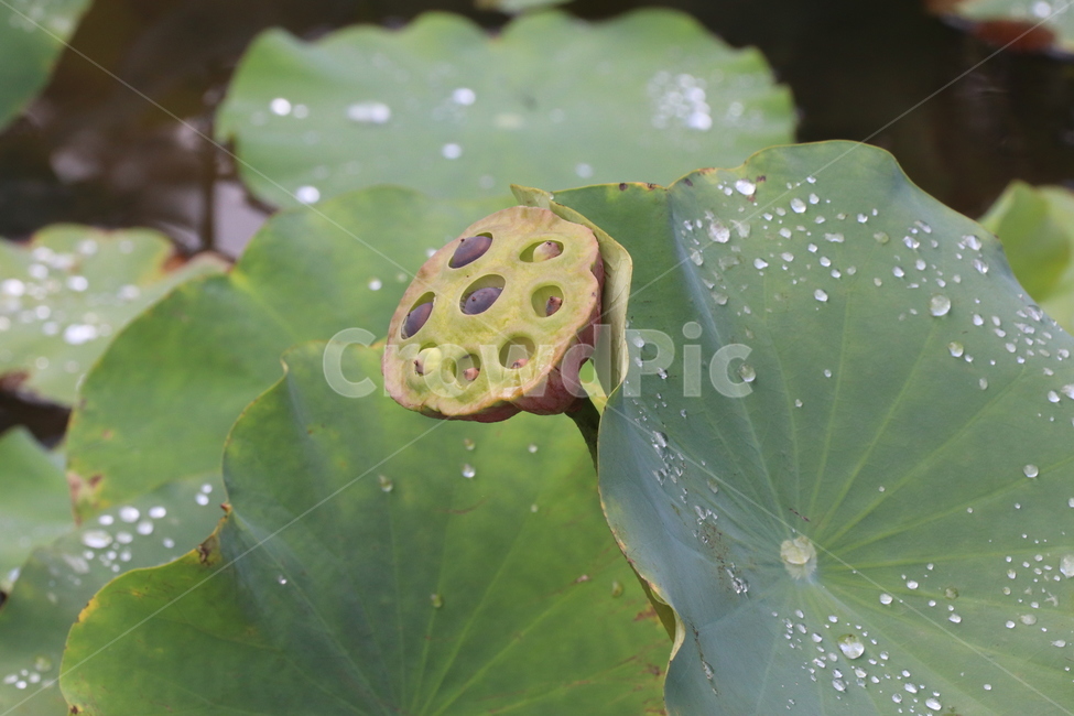 식물,연꽃,연잎,연꽃씨,이슬,식물,자연,plants,nature