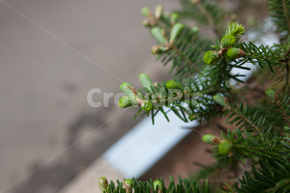 나무,식물,자연,botanical,봄,식물,자연,plants,nature
