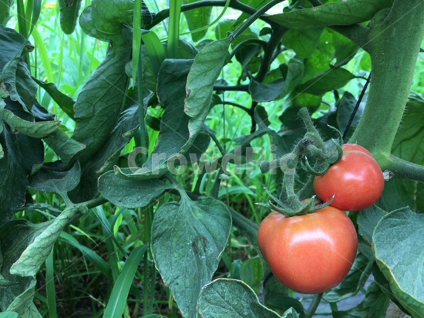 토마토,농장,수확,열매,자연,음식,식재료,요리,food,cook,meal,dishes,food reserves,과일,열매,fruit,채소,야채,vegetables