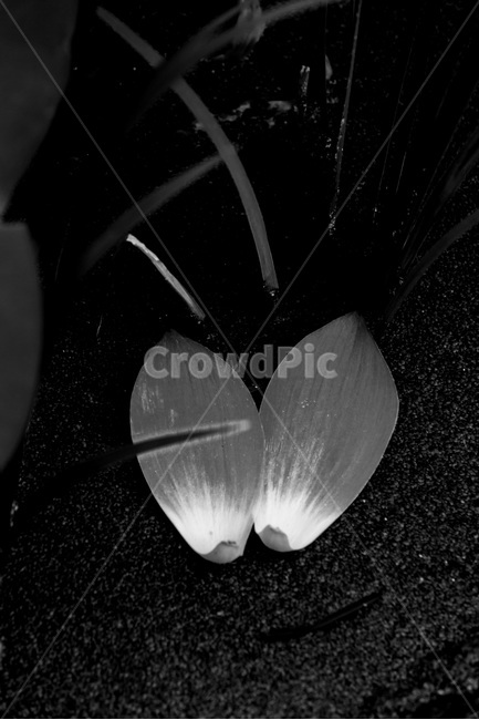 연잎,문양,무늬,패턴,습지,식물,자연,plants,nature,흑백,모노톤,monochrome,black and white