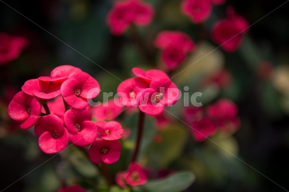 꽃,식물,다홍,빨간,초록,녹색,붉은,봄,식물원,꽃잎,잎,식물,자연,plants,nature,꽃,flower