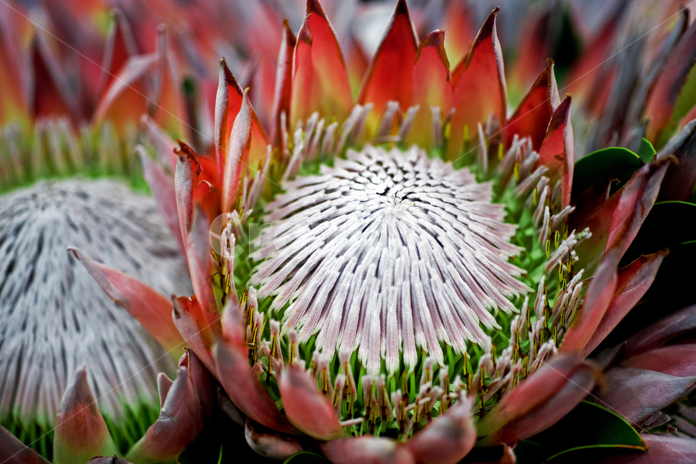 밀짚꽃,꽃,화초,flower,식물,관상용,strawflower,식물,자연,plants,nature