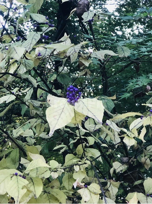 가을,열매,보라,가을얄매,보라열매,식물,자연,plants,nature,과일,열매,fruit