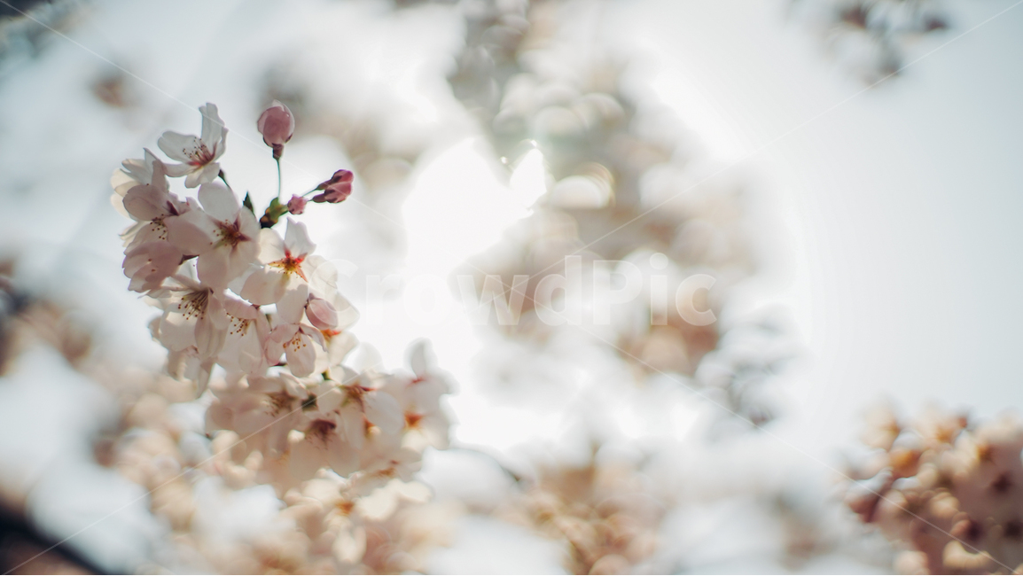 봄,벚꽃,꽃,아련함,화창한,봄,계절,spring,season,plant,식물,flower,blossom