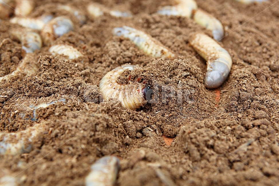 장수풍뎅이유충,애벌레,장수풍뎅이,톱밥,생태계,자연,곤충,벌레,insect,bug