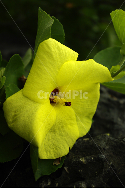 닥꽃,꽃,식물,flower,plant,식물,자연,plants,nature,꽃,flower