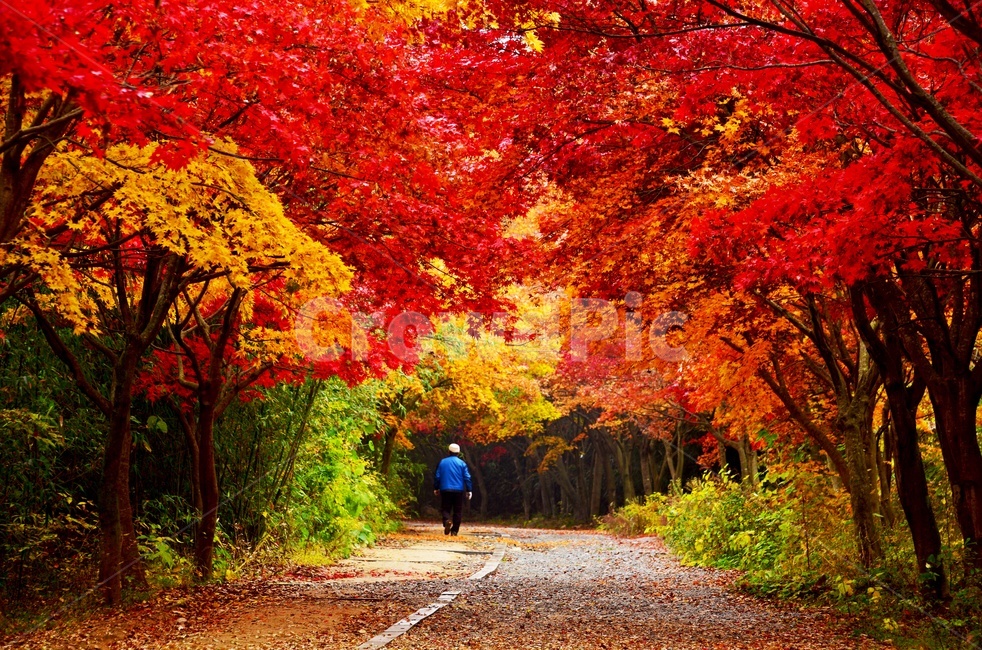 광주,북구,무등산,풍암정,풍암정가는길,길,풍암정가을,단풍,추색,가을,tree,나무,maple,plant,식물,road,도로,gravel,자갈,dirtroad,흙길,person,사람,human,인간,가을,계절,fall,autumn,season,자연,풍경,nature,landscape