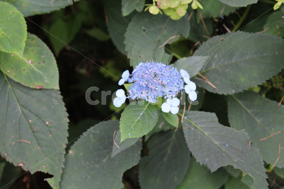 자연,꽃,이름모를꽃,풀잎,보라꽃,식물,자연,plants,nature,꽃,flower