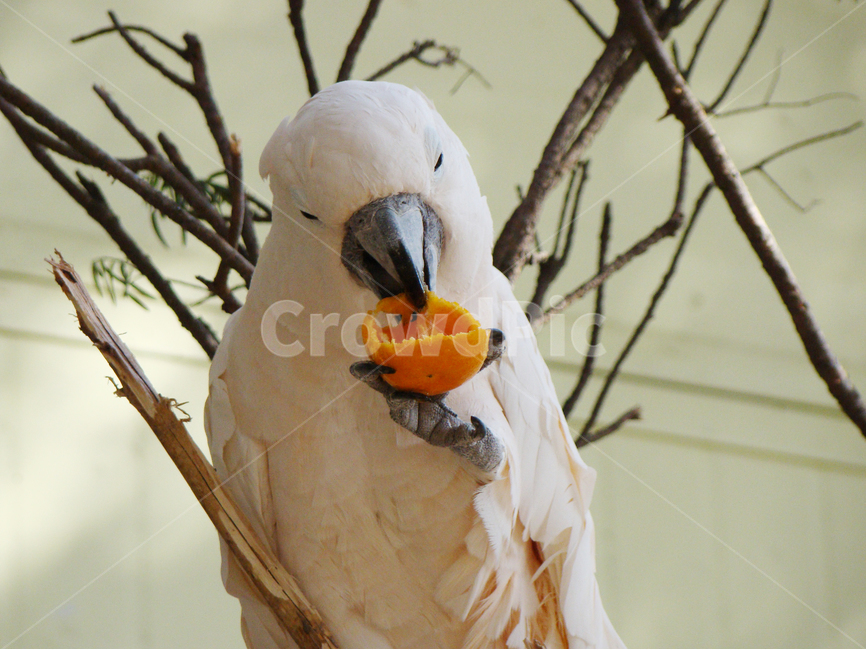 앵무새,조류,새,parrot,흰새,동물,animal,조류,새,birds