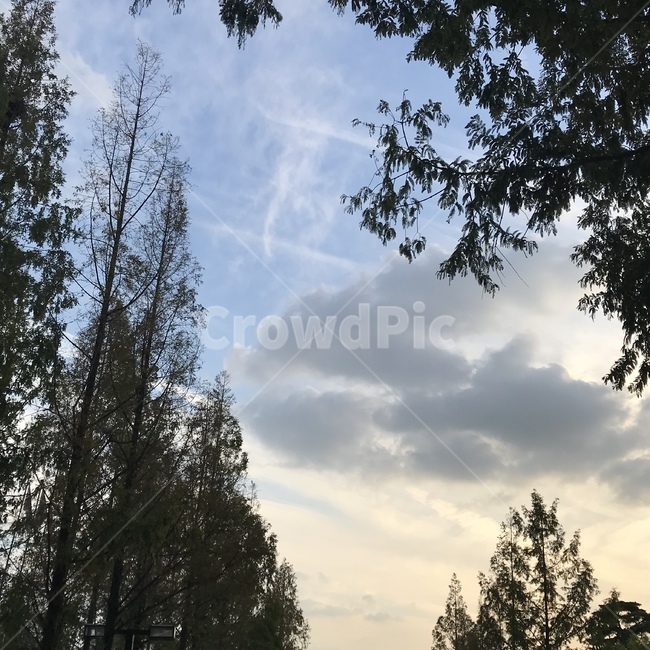 풍경,하늘,저녁,감성,자연,자연,풍경,nature,landscape,tree,나무,plant,식물,fir,전나무