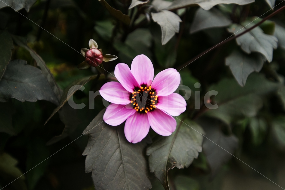 식물,꽃,보라,한송이,단아함,꽃봉오리,식물,자연,plants,nature,꽃,flower
