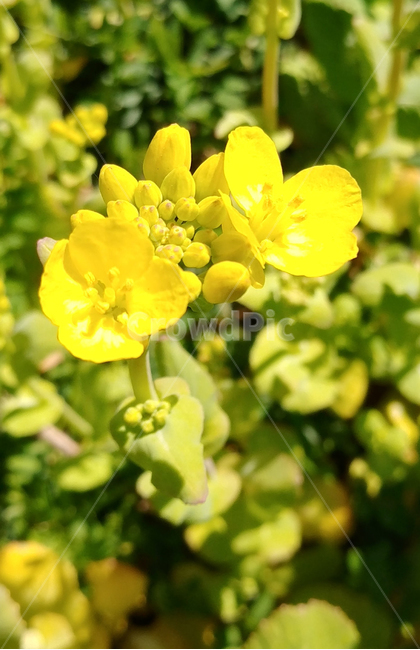 구억배추,배추꽃,토종배추,plant,자연재배,노란꽃,꽃