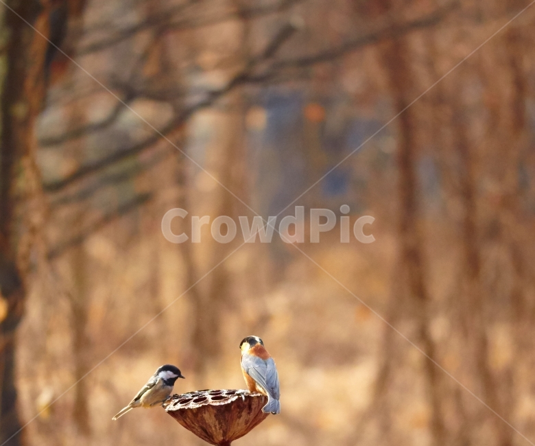 인천대공원,참새,직박구리,텃새,조롱박새,동물,animal,조류,새,birds