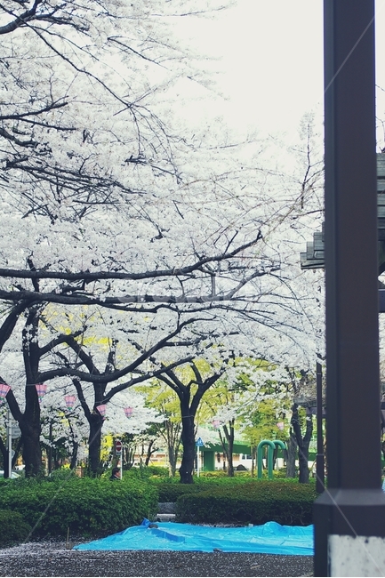 벚꽃,벚나무,cherryblossom,cherry,봄,spring,white,화이트,꽃,flower,자리,seat,축제,꽃놀이,하나미,hanami,봄,계절,spring,season,tree,나무,plant,식물,tree trunk,나무 줄기