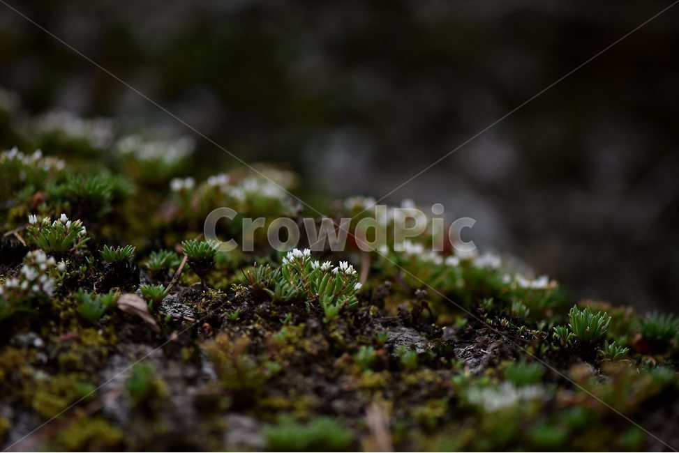 난쟁이바위솔,야생화,식물,자연,꽃,생태,힐링,플라워,wildflower,flower,plants,nature,season,감성,느낌,emotion,feeling,여름,난장이바위솔,돌나물과,나쟁이바위솔속,식물,자연,plants,nature