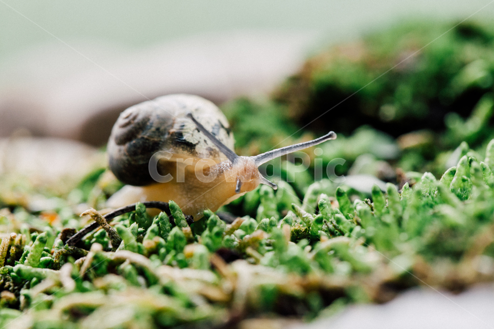 달팽이,연체동물,달팽이과,동물,달팽,자연,풍경,nature,landscape,식물,plants,동물,animal,포유류,mammal,휴식,힐링,rest,relaxation,healing