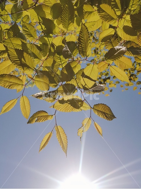 가을,나무,햇빛,연두색,나뭇잎,그림자,하늘,배경화면,식물,자연,plants,nature